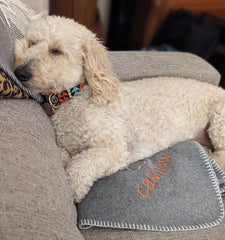 Personalized dog blanket